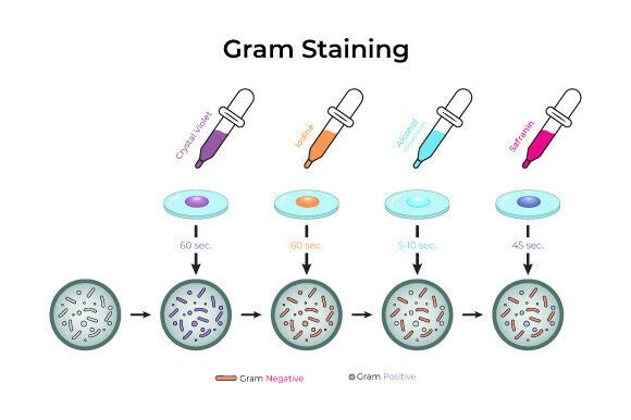 Download Gram Staining Process Diagram Design - Design Collection